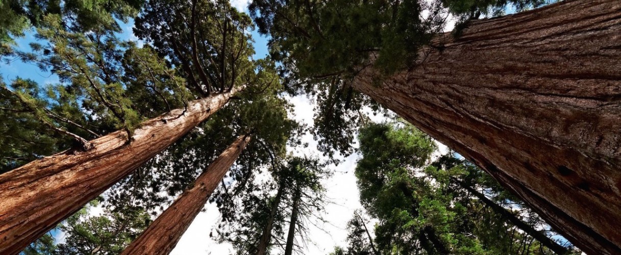 The-Mariposa-Grove-of-Giant-Sequoias2 (1)